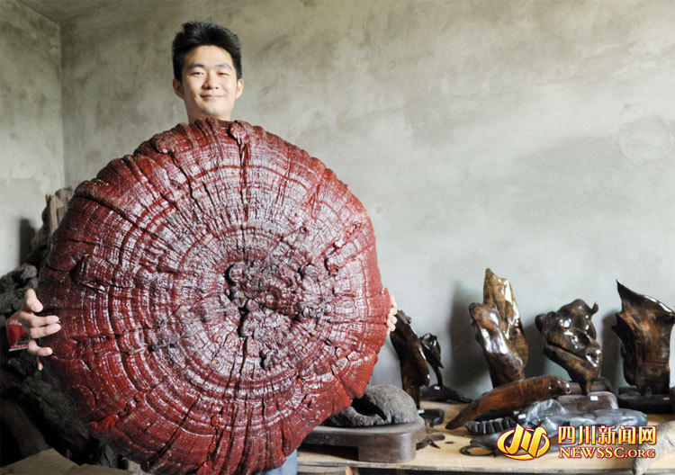 四川现巨型灵芝