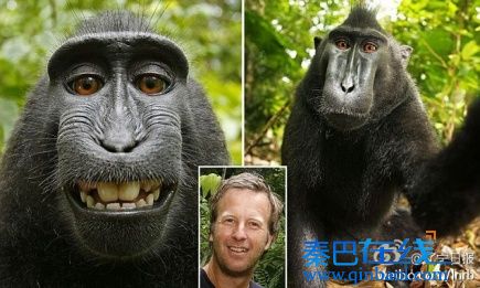 猴子自拍照火了 版权归谁惹纠纷