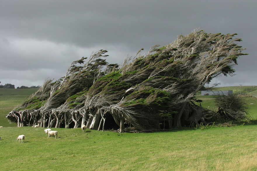Windwing - Beautiful Trees In The World