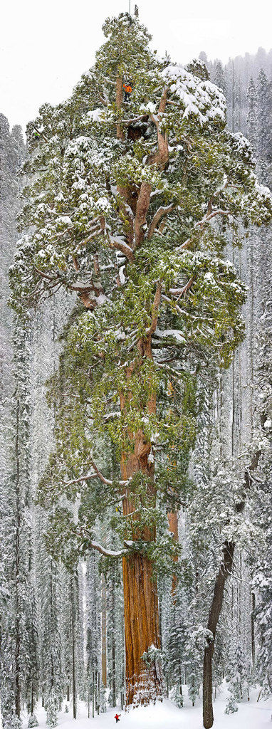 Windwing - Beautiful Trees In The World