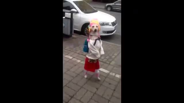 小狗扮作女孩上街 背书包两腿站立行走(图)