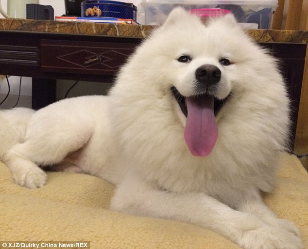 外媒报道中国女孩救助流浪狗的故事 - 4G视界