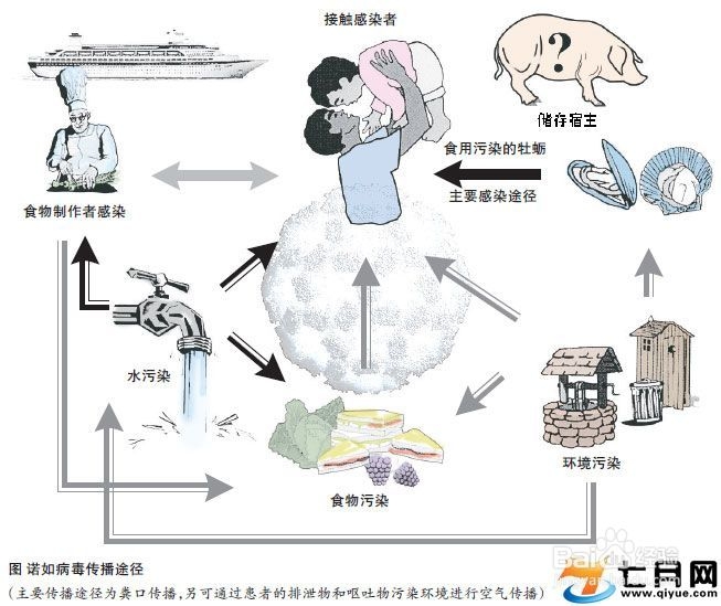 广州全市报告感染诺如病毒936例