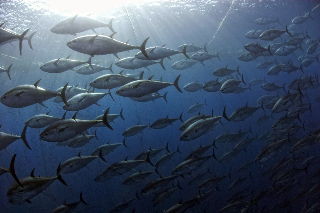 地中海的蓝鳍金枪鱼群 图为摄影师拍摄的蓝鳍金枪鱼鱼群.