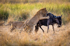 母狮教导幼师捕猎场景