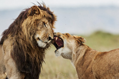 一只“怕老婆”的雄狮