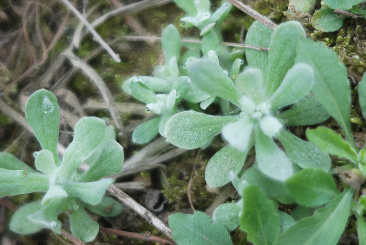 虹影：清明粑、清明菜滋饭……最难忘的童年佳肴| 凤凰副刊