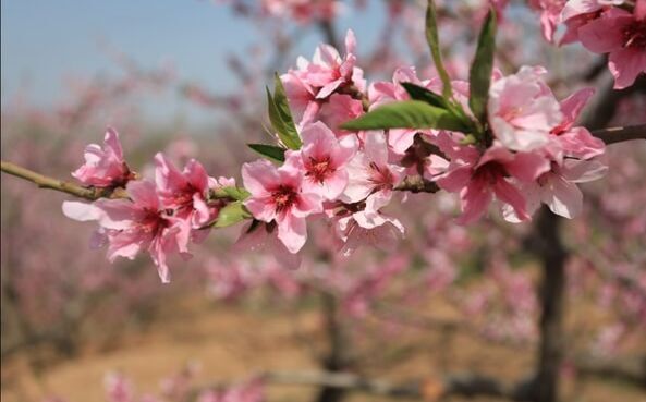 河北顺平佛光寺将于4月12日举行 赏桃花心曲 