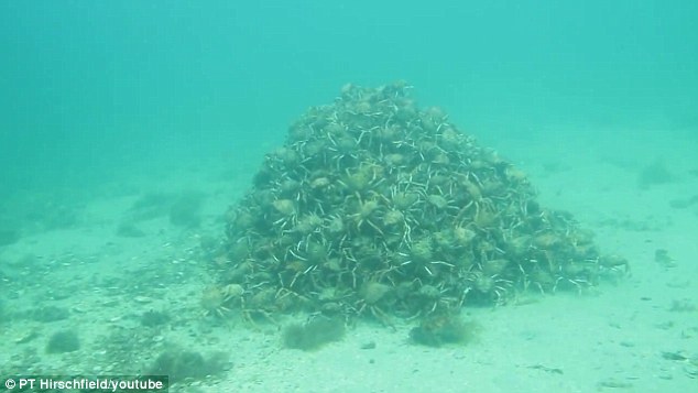 上千只蟹聚集成一个“金字塔”