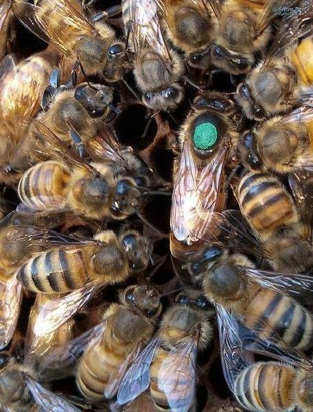 蜜蜂会不会蜇人呢 5a8eae1689495b3_size78_w456_h600.jpg