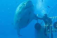 潜水员捕捉到巨型大白鲨画面