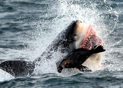 海豹从鲨鱼口中逃生瞬间