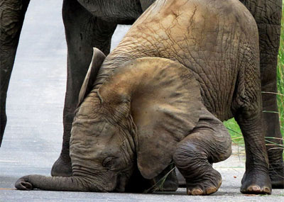 3周大小象学走步
