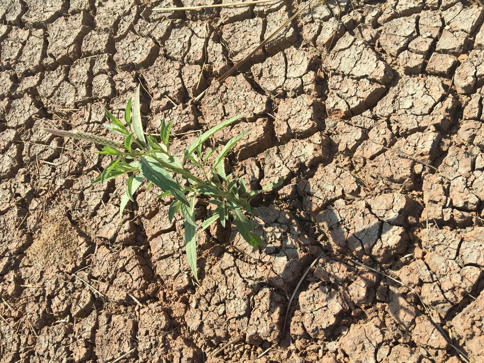 广东大旱灾 水库干涸农作物枯死