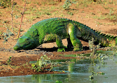 被水藻覆盖的鳄鱼