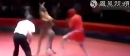 实拍男子与袋鼠拳击被击倒3次 裁判也被打