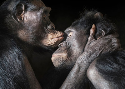 一组动物的特写肖像