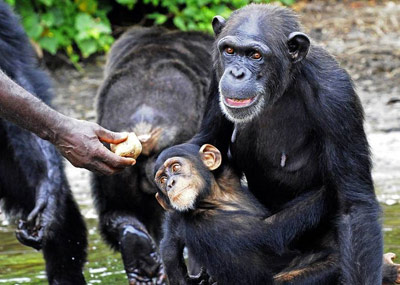 医学实验后 带病黑猩猩被遗弃孤岛
