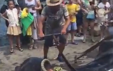 “世界最大鱼”疑在广东被活宰 民众合影