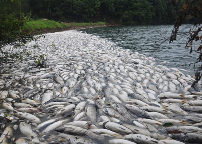 水库死鱼17万斤 疑被投毒