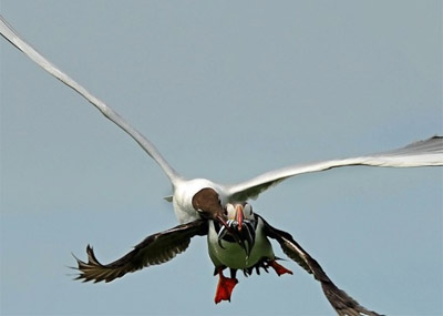 海鸥从海雀口中夺食画面