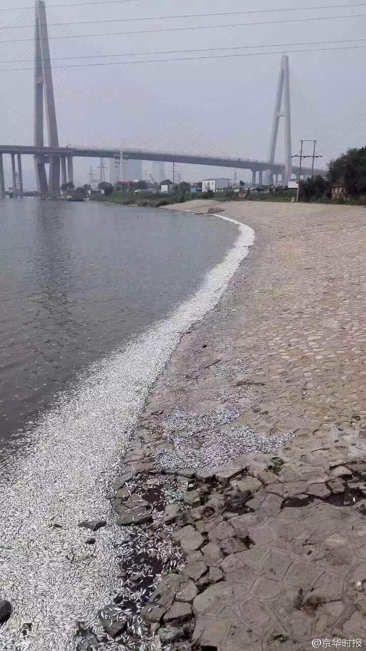天津官方回应海河出现大量死鱼 - 中国网传媒