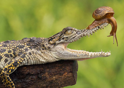 蜗牛将头伸进鳄鱼口中探视一幕