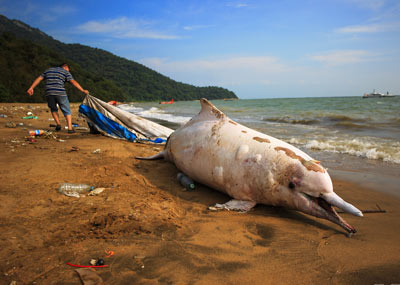 一只因为人类活动而搁浅死亡的白海豚