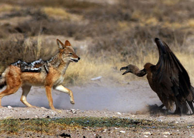 一场豺狼秃鹰大战即将开始