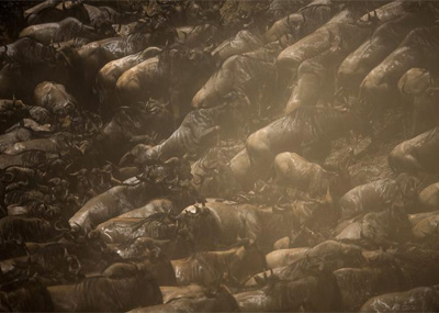 大规模角马迁徙景象