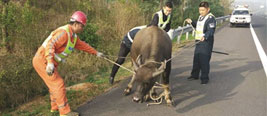 实拍硕大水牛闯入高速路 南京交警扮“斗牛士”伏牛