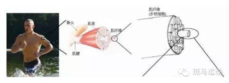 马拉松后半程掉速的原因以及解决办法|训练技