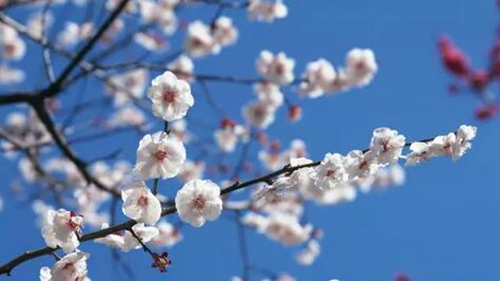 不负春光不负卿三八节尧山邀您免费来赏花_凤凰河南