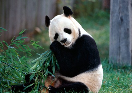 这个时期,中国各动物园的大熊猫采取短至数月,长至1年巡展的方式出国.
