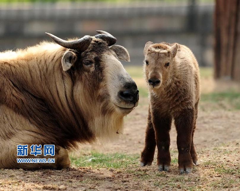 济南成功繁育国家一级保护动物金毛羚牛幼崽