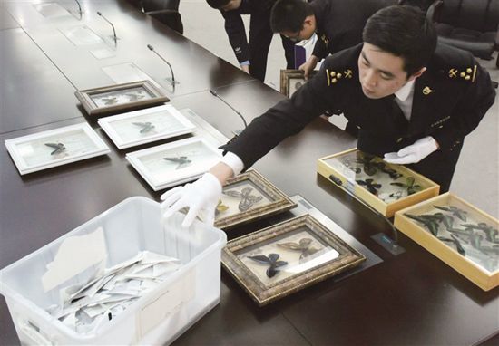 濒危蝴蝶标本 走私进境被查_凤凰天津