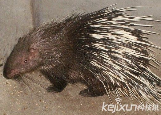 动物世界疯狂性行为盘点 交配前也要深情的示