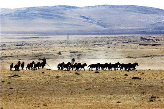 万物复苏春回草原 万马奔腾马年说马|内蒙古|旅