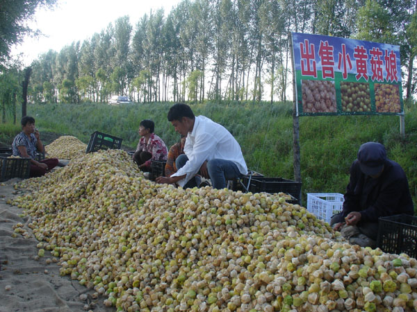 绥化市明水县树人乡菇娘种植合作社效益可观