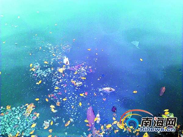 海口东西湖湖水发臭颜色成深褐色出现大面积死鱼