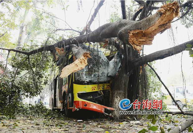 现场图 原标题:公交司机错将油门当刹车接连撞断路灯大树12人伤 东南网4月4日讯(海峡导报记者樊文岑曾毓慧房舒实习生叶嘉莹/文陈巧思/图黄财武/制图)公交车如脱缰失控的野马,冲进辅道口,冲上人行道,接连撞毁路灯以及粗壮的行道树,造成车上12人不同程度受伤。 昨日早上,事发嘉禾路SM城市广场(出岛方向)路段。 公交接连撞断路灯大树 昨日早上6:28,庄小姐出门上班,从新华路口上了一辆车牌号为闽DZ3013的959路公交车。她坐在最后一排的座位,目的地是SM站。路上不堵,车子开得很顺。 6:55左右,公交快