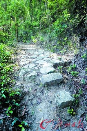 百年岐澳古道曾为中山通澳要道 深藏山林尘封已久