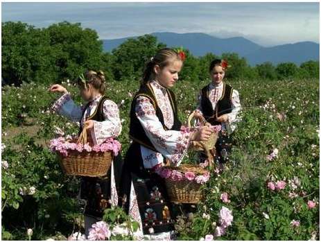 Bulgarian Rose 百年古法工艺淬炼 方得绝世玫