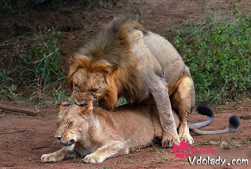 结了扎的公狮子 搞大了母狮子的肚子生出一窝