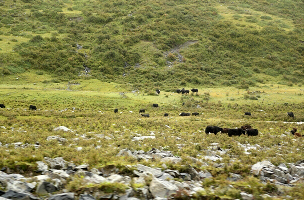 跑马溜溜 传祺双雄 共谱康定情歌!-广汽传祺众
