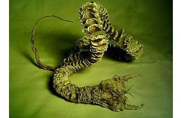 医大<em>女生</em>半夜尖叫身亡死因不明 死亡之虫的离