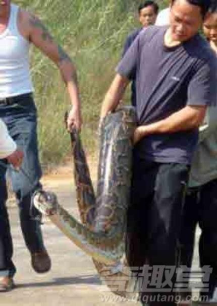 村民抓捕挖出140岁蛇精全过程曝光 是真是假引