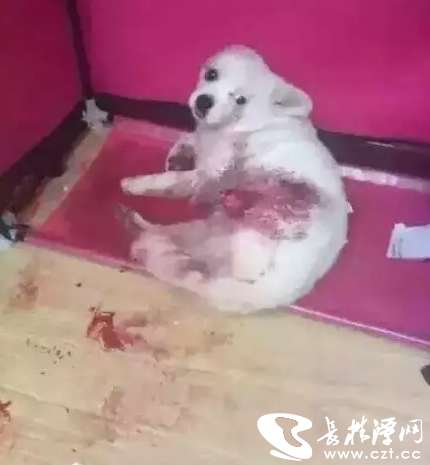 好凶残!女子砍断狗腿和尾巴 因嫌吵还发朋友圈