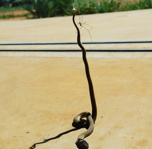 澳洲小蜘蛛大战2米长棕蛇将对方杀死 战利品挂