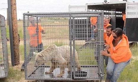  狗熊30年没冬眠  马戏团苦熬三十年终于睡了个